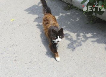 Высаживать животных без хозяев могут запретить и в электричках
