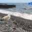 От Владивостока до Мурманска планируют запустить морской круиз&nbsp;
