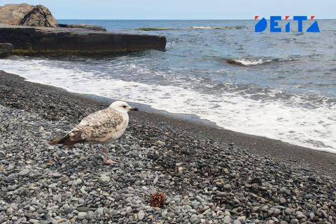 От Владивостока до Мурманска планируют запустить морской круиз&nbsp;