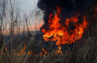 Поджигателей начали задерживать в Приморье