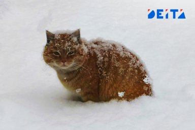 Во сколько сотен тысяч рублей может обойтись снег на даче, рассказали страховщики