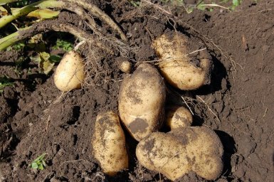 Китайский картофель вернулся в Приморье Китайский картофель вернулся в Приморье